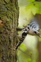 Strakapoud maly - Dendrocopos minor - Lesser Spotted Woodpecker 8950